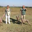 Weimaraner Barbara Streisand Dei Grandi Grigi - Colle Val D'Elsa (Siena) Raduno Weimaraner - Miglior Giovane 