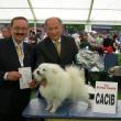 Elvis - Migliore di Razza (Cac - Cacib - Bob) - Campione Europeo - Dublino 2009  con l'allevatore Roberto Francini e il giudice di gara R. De Santiago - Volpino Italiano