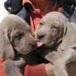  Due cuccioli di Weimaraner dell'allevamento  Del colle Degli Ulivi