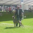 Euro Dog Show - Dublino, 2009