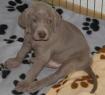 Cucciolo Weimaraner