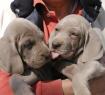  Due cuccioli di Weimaraner dell'allevamento  Del colle Degli Ulivi