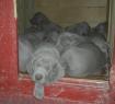 puppies of weimaraner delColle Degli Ulivi - weimaraner