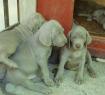 cuccioli di weimaraner dell'allevamento in Toscana Del Colle Degli Ulivi - weimaraner ( o bracco di weimar)