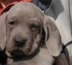 Weimaraner Puppy